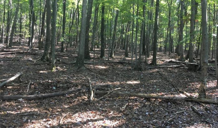 SERE camo shelter